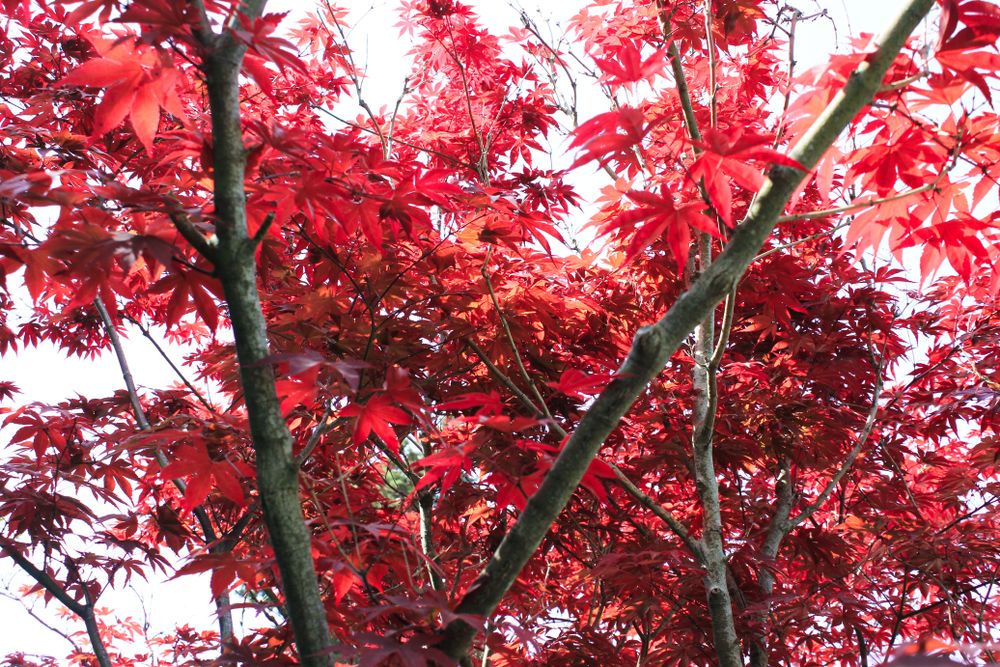 Bloodgood Japanese Maple: A Guide to Growing and Caring - Shrubhub