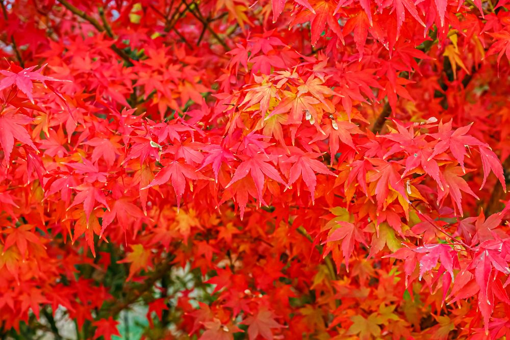 Bloodgood Japanese Maple: A Guide to Growing and Caring - Shrubhub