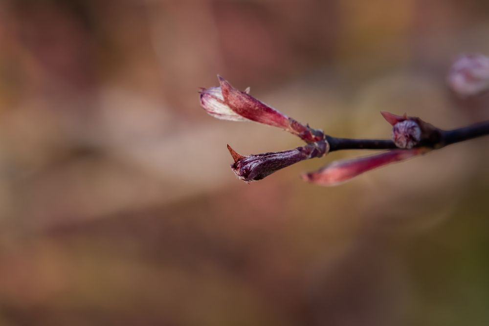 Bloodgood Japanese Maple: A Guide to Growing and Caring - Shrubhub