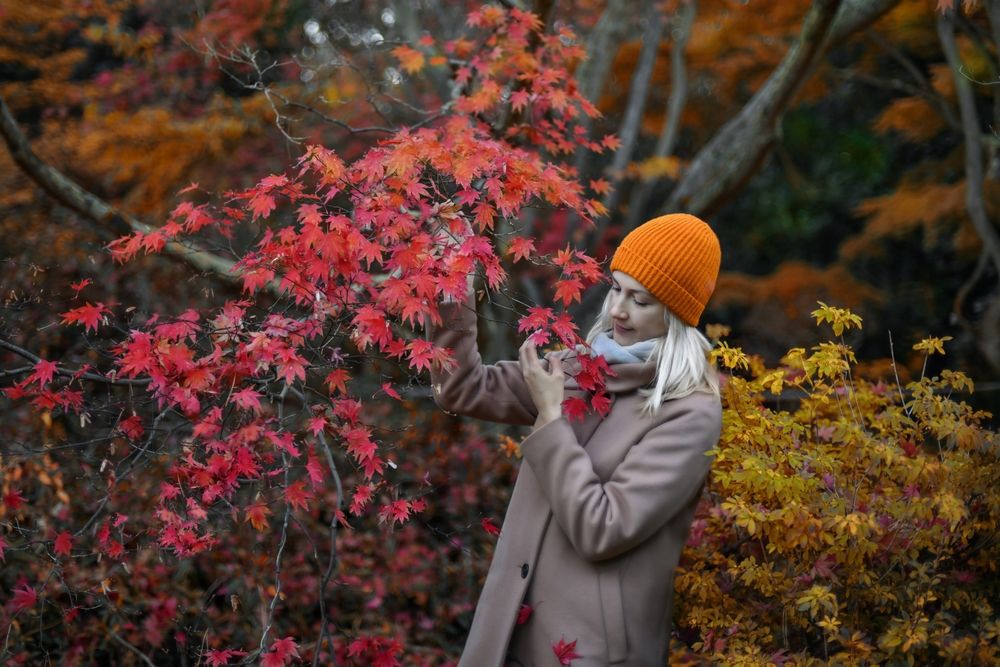 Bloodgood Japanese Maple: A Guide to Growing and Caring - Shrubhub