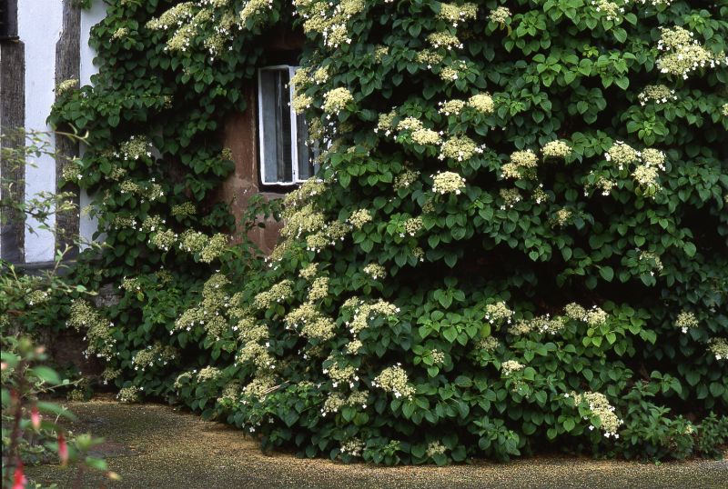 Climbing Hydrangea in Your Garden: A Flourishing Guide - Shrubhub