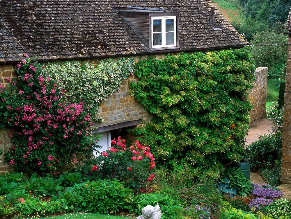 Climbing Hydrangea in Your Garden: A Flourishing Guide - Shrubhub