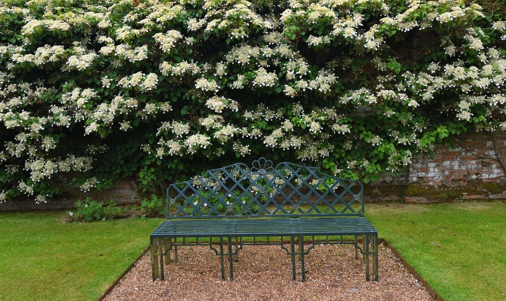 Climbing Hydrangea in Your Garden: A Flourishing Guide - Shrubhub