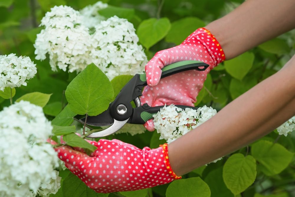 Climbing Hydrangea in Your Garden: A Flourishing Guide - Shrubhub