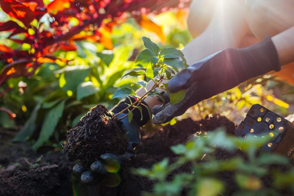 Climbing Hydrangea in Your Garden: A Flourishing Guide - Shrubhub