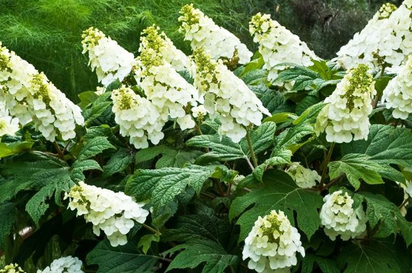 Transform Your Yard with Hydrangeas – The Secret to a Lush, Colorful Garden - Shrubhub