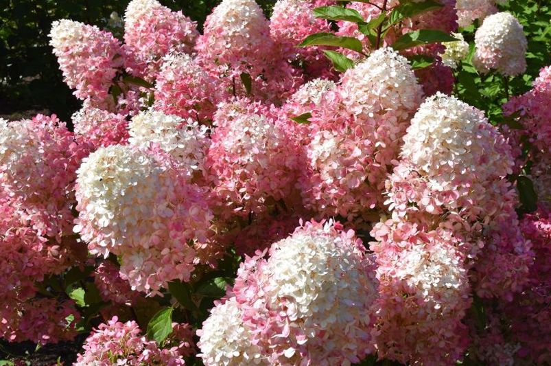 Transform Your Yard with Hydrangeas – The Secret to a Lush, Colorful Garden - Shrubhub