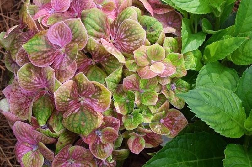 Transform Your Yard with Hydrangeas – The Secret to a Lush, Colorful Garden - Shrubhub