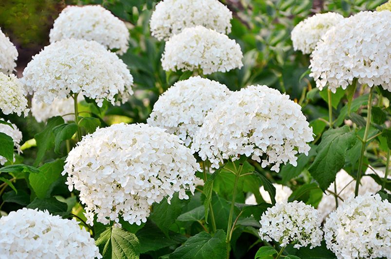 Transform Your Yard with Hydrangeas – The Secret to a Lush, Colorful Garden - Shrubhub