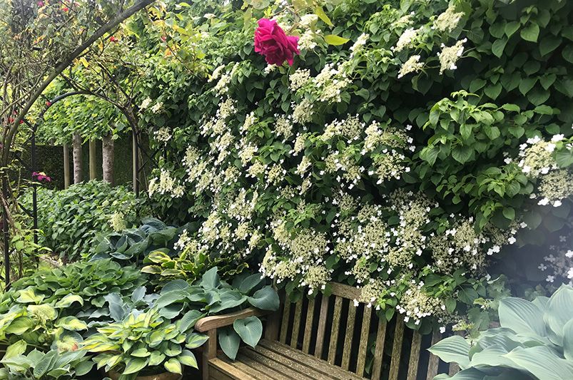 Transform Your Yard with Hydrangeas – The Secret to a Lush, Colorful Garden - Shrubhub