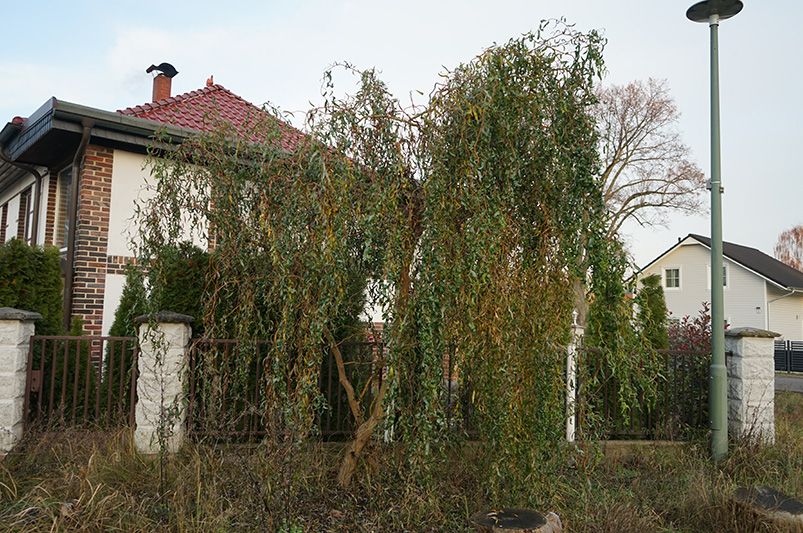 Corkscrew Willow: A Captivating Addition to Your Garden Landscape - Shrubhub