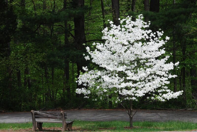 The Best Trees To Plant In Your Yard - Shrubhub