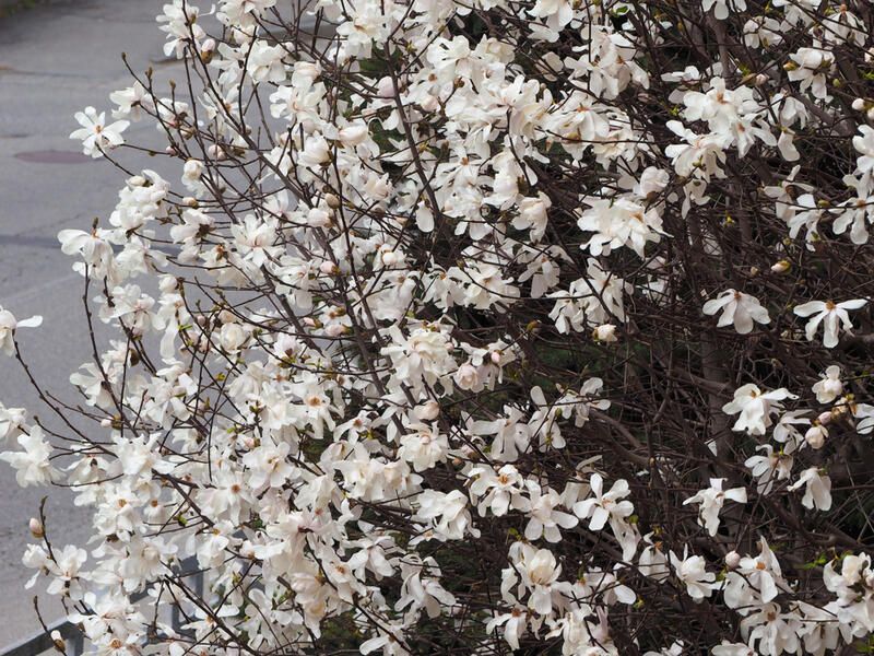 The Best Trees To Plant In Your Yard - Shrubhub