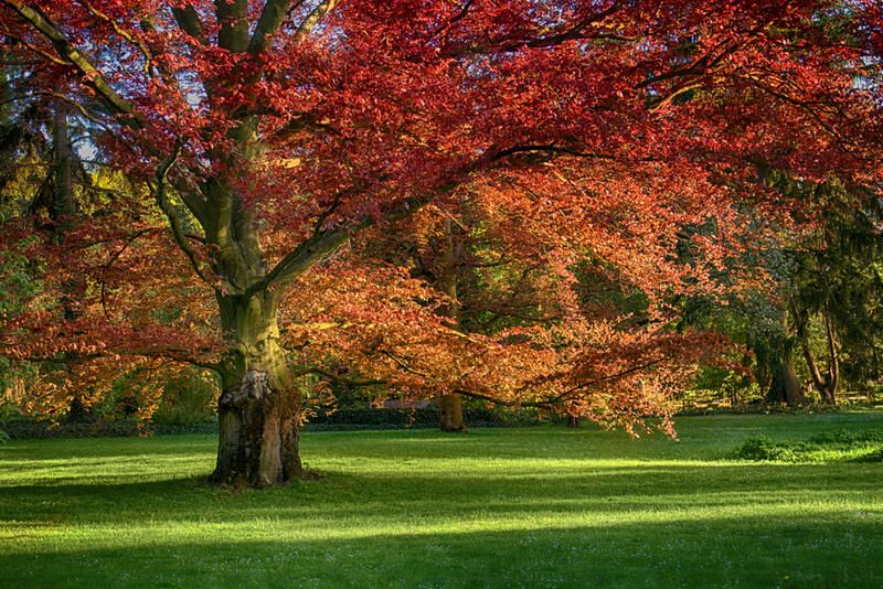 The Best Trees To Plant In Your Yard - Shrubhub