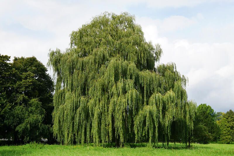 The Best Trees To Plant In Your Yard - Shrubhub