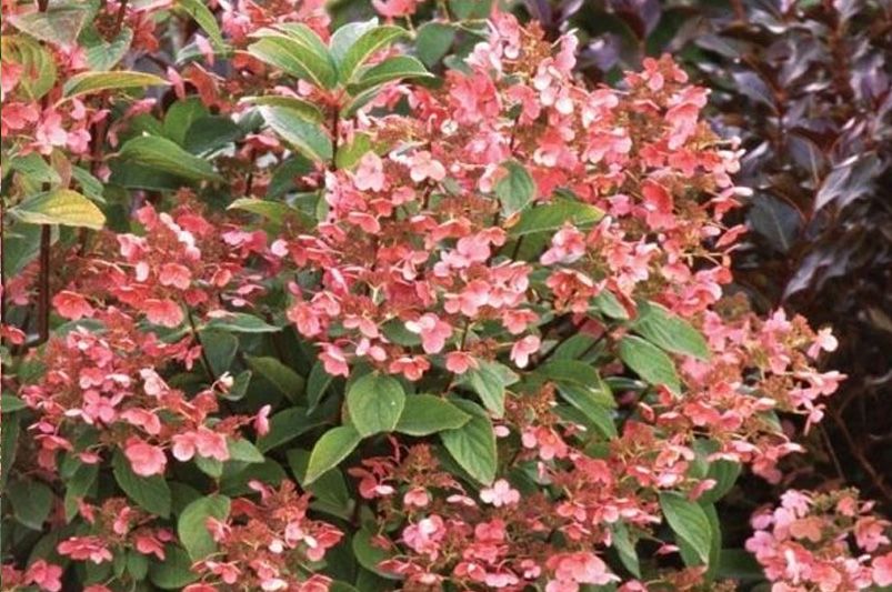 Quick Fire Hydrangea – Your Garden's New Bestie! Everything You Need to Know About Hydrangea Paniculata - Shrubhub