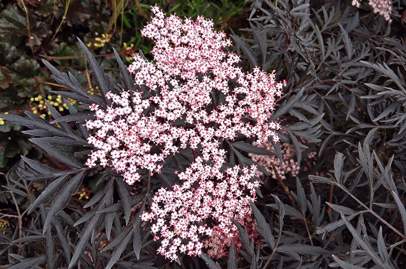 Black Lace Elderberry: A Dark Jewel for Your Garden Oasis - Shrubhub