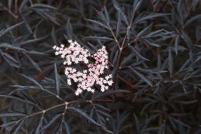Black Lace Elderberry: A Dark Jewel for Your Garden Oasis - Shrubhub