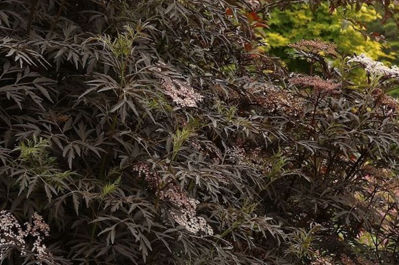 Black Lace Elderberry: A Dark Jewel for Your Garden Oasis - Shrubhub