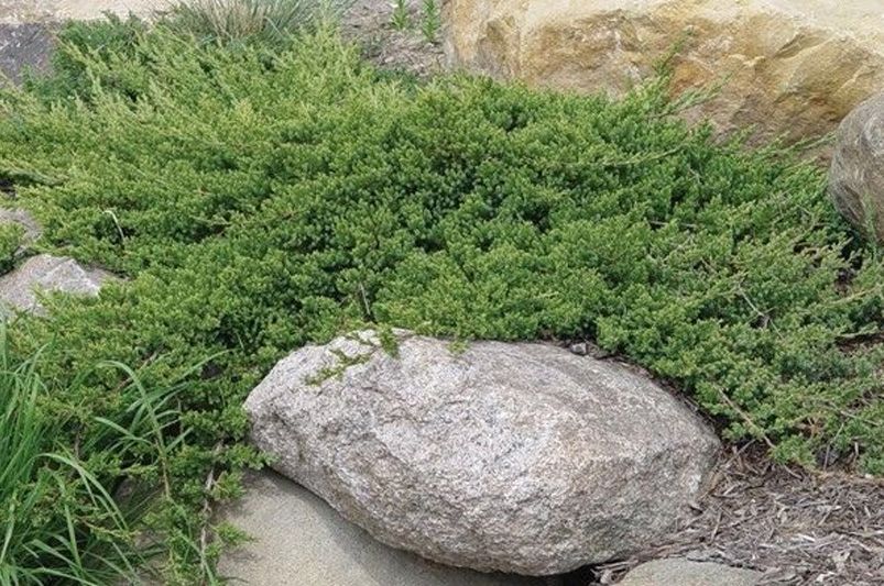 Growing Blue Rug Juniper Plant: All Your Questions Answered - Shrubhub