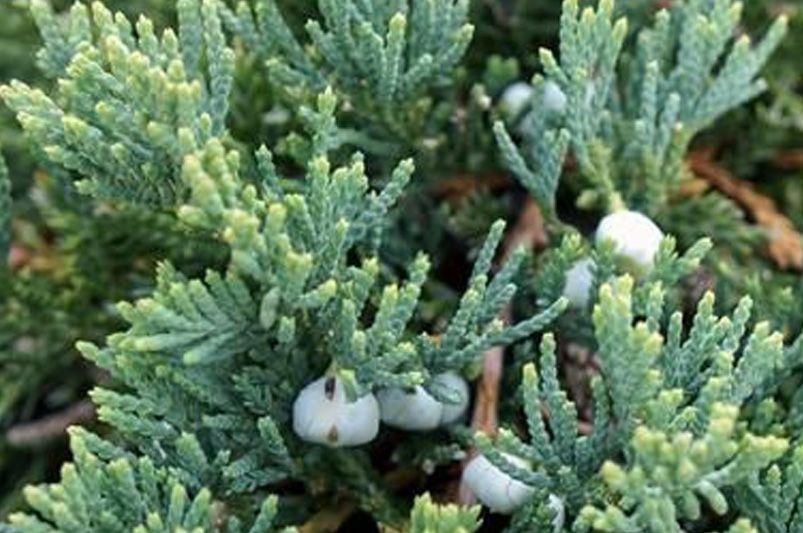 Growing Blue Rug Juniper Plant: All Your Questions Answered - Shrubhub