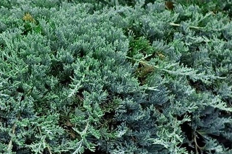 Growing Blue Rug Juniper Plant: All Your Questions Answered - Shrubhub