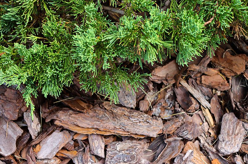 Growing Blue Rug Juniper Plant: All Your Questions Answered - Shrubhub