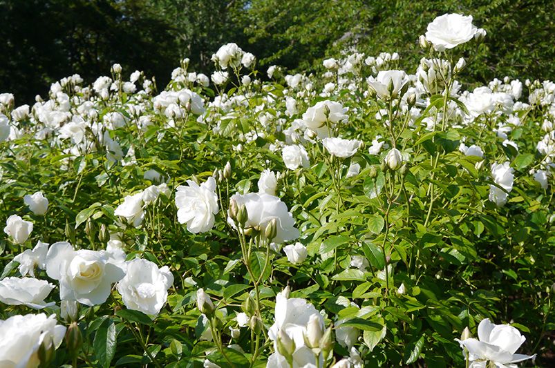 Iceberg Roses: The Perfect Blend of Beauty and Durability for Your Garden - Shrubhub