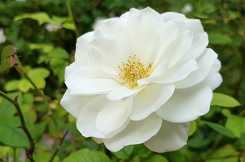 Iceberg Roses: The Perfect Blend of Beauty and Durability for Your Garden - Shrubhub