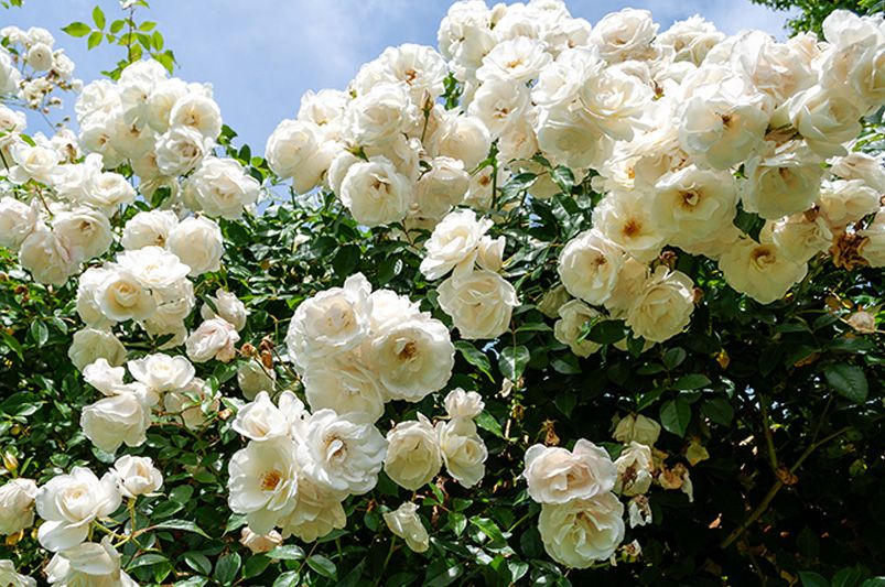 Iceberg Roses: The Perfect Blend of Beauty and Durability for Your Garden - Shrubhub