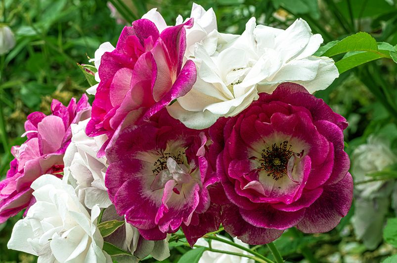 Iceberg Roses: The Perfect Blend of Beauty and Durability for Your Garden - Shrubhub