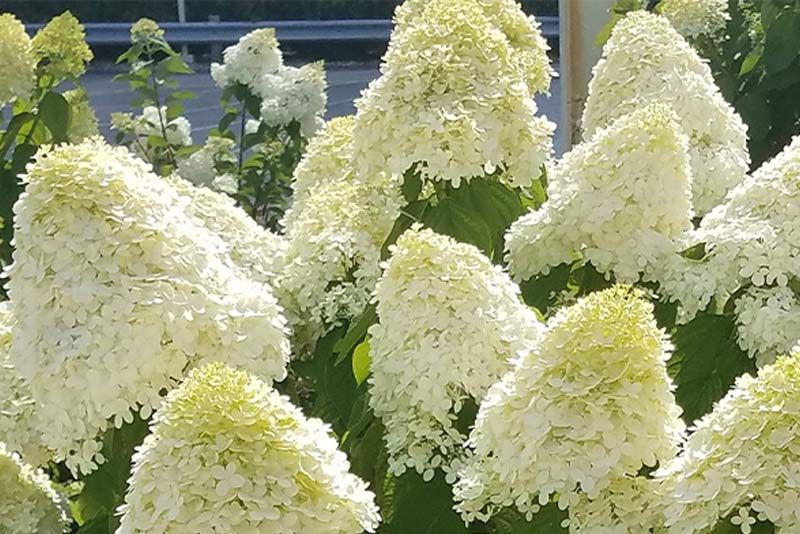 Limelight Hydrangea Tree: The Perfect Choice for Eye-Catching Landscapes - Shrubhub