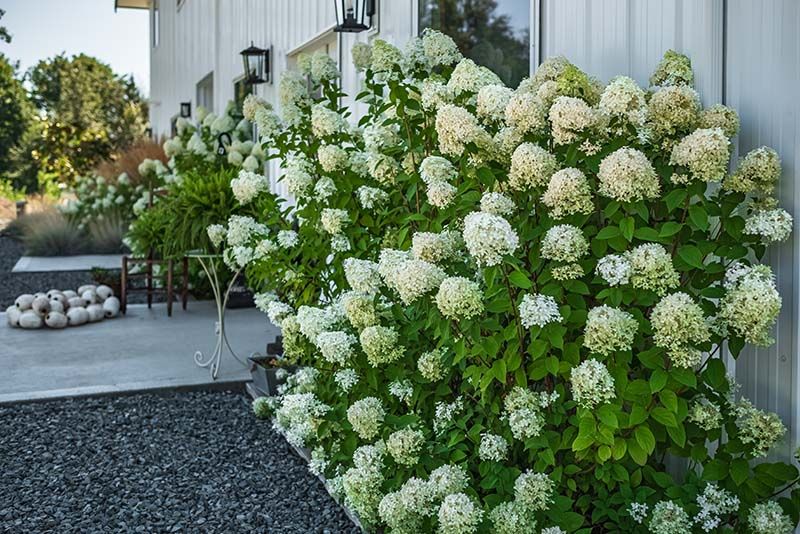 Limelight Hydrangea Tree: The Perfect Choice for Eye-Catching Landscapes - Shrubhub
