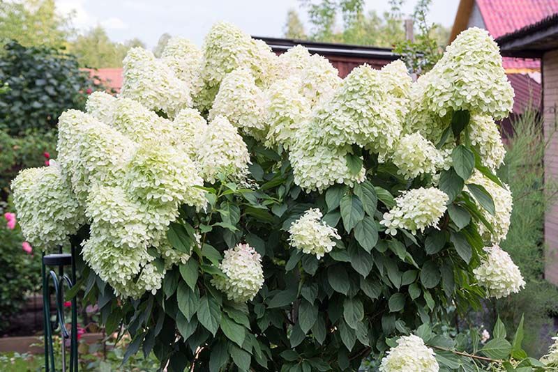 Limelight Hydrangea Tree: The Perfect Choice for Eye-Catching Landscapes - Shrubhub