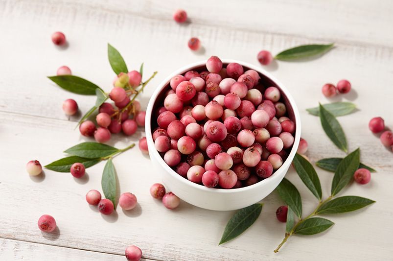 Growing and Harvesting The Sweet Pink Lemonade Blueberries - Shrubhub