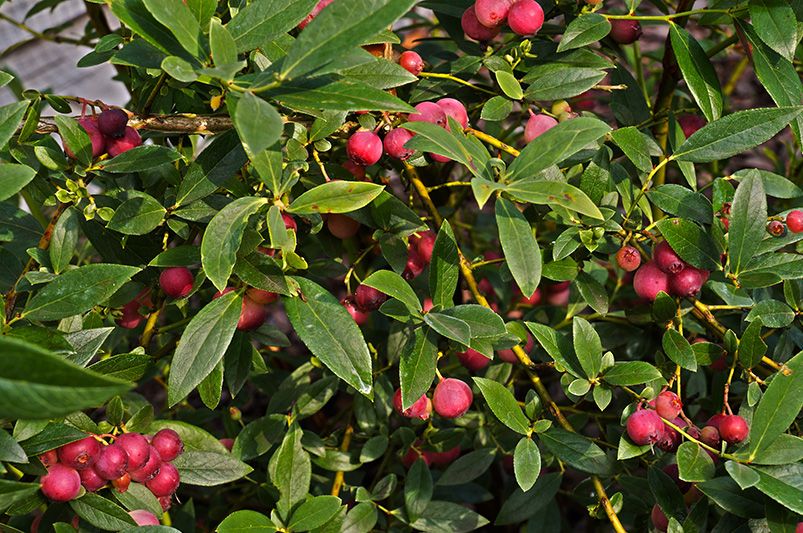 Growing and Harvesting The Sweet Pink Lemonade Blueberries - Shrubhub