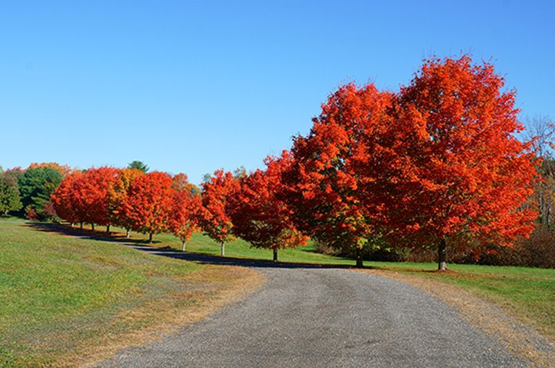 The Majestic Red Sunset Maple Tree - Shrubhub