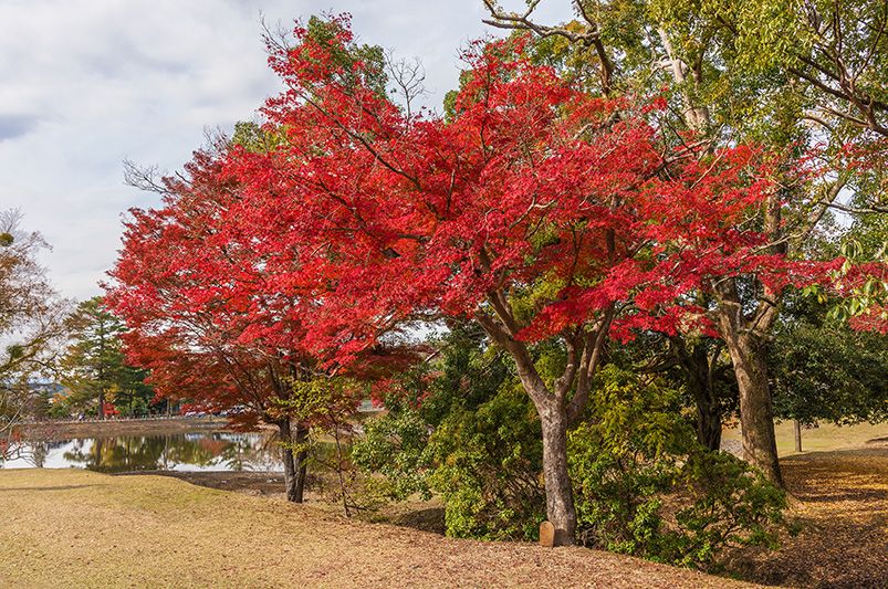 The Majestic Red Sunset Maple Tree - Shrubhub