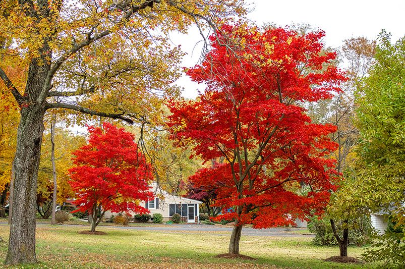 The Majestic Red Sunset Maple Tree - Shrubhub