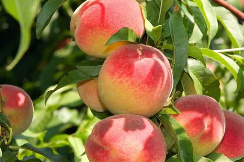 A Comprehensive Guide to The Juicy Redhaven Peach Tree - Shrubhub