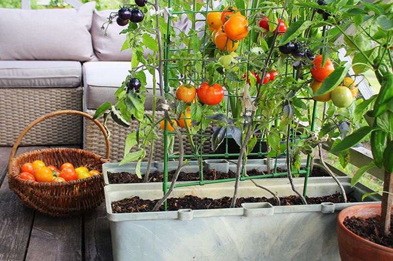 Upgrade Your Outdoor Space with DIY Garden Ideas - Shrubhub