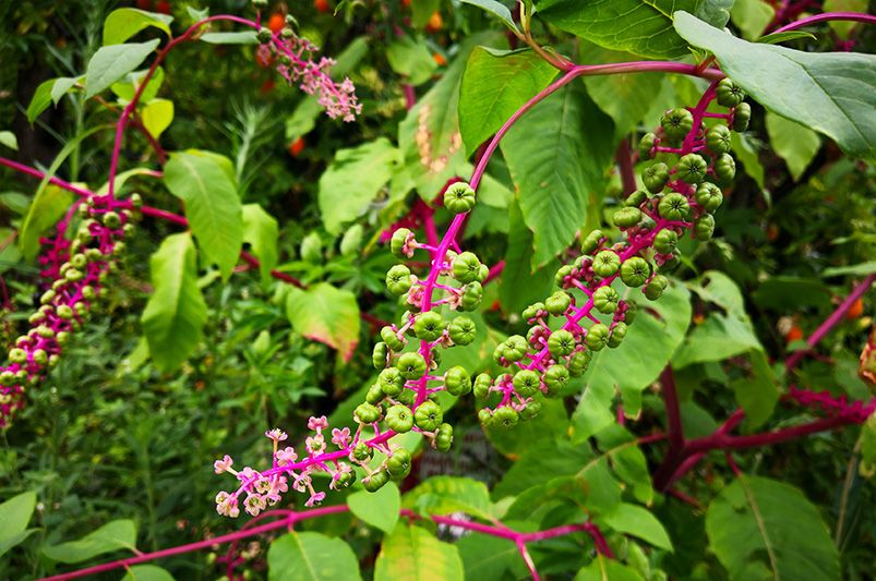 Top 10 Low Maintenance Shrubs for Effortless Gardening - Shrubhub