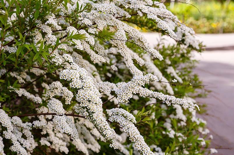 Top 10 Low Maintenance Shrubs for Effortless Gardening - Shrubhub