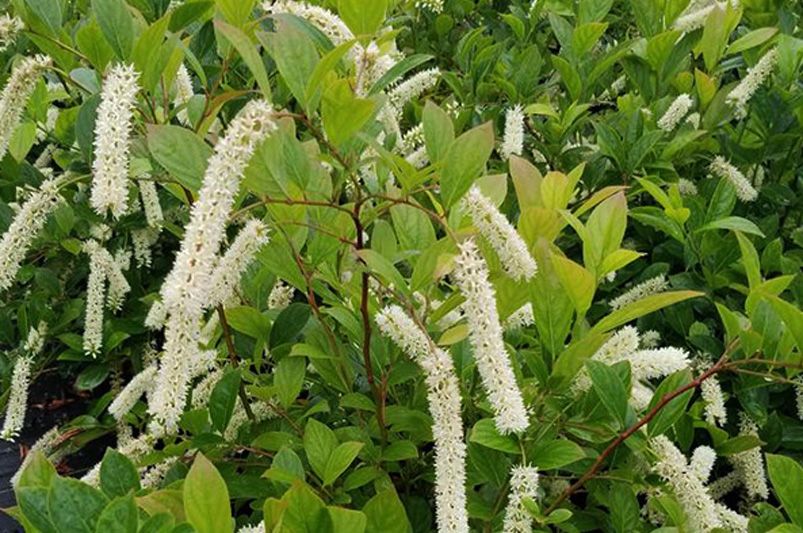 Top 10 Low Maintenance Shrubs for Effortless Gardening - Shrubhub