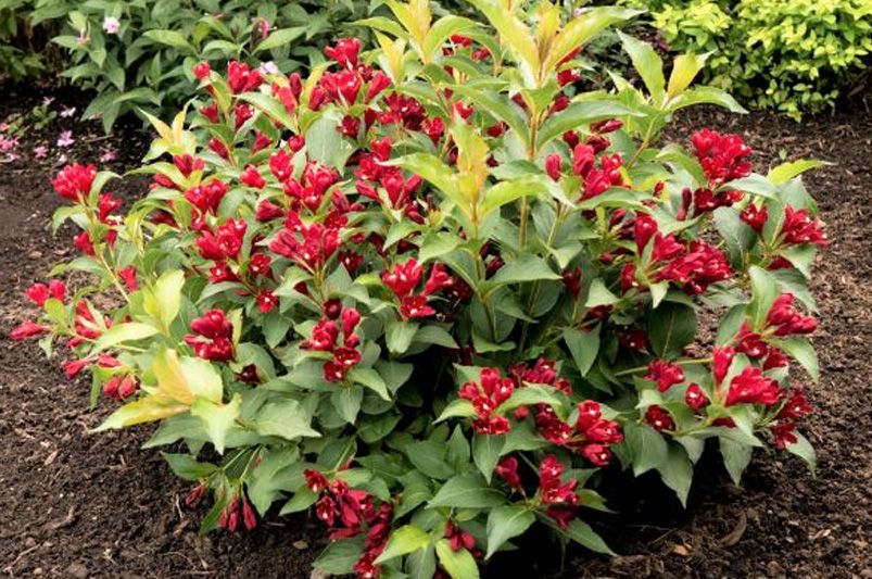 Top 10 Low Maintenance Shrubs for Effortless Gardening - Shrubhub