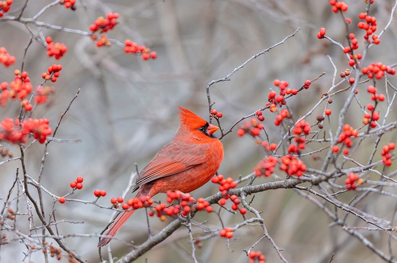 Top 10 Low Maintenance Shrubs for Effortless Gardening - Shrubhub