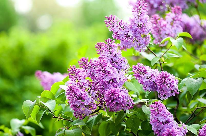 Top 10 Low Maintenance Shrubs for Effortless Gardening - Shrubhub