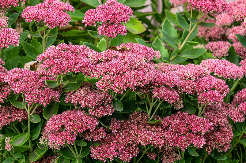 The 15 Best Perennials for a Beautiful and Low Maintenance Garden - Shrubhub