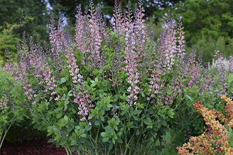 The 15 Best Perennials for a Beautiful and Low Maintenance Garden - Shrubhub