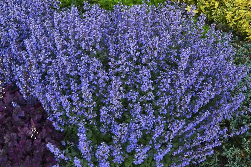 The 15 Best Perennials for a Beautiful and Low Maintenance Garden - Shrubhub